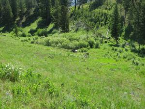Yellowstone willows 2014