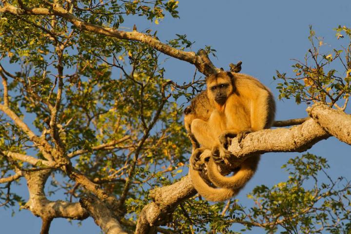 Black and gold howler Pantanal