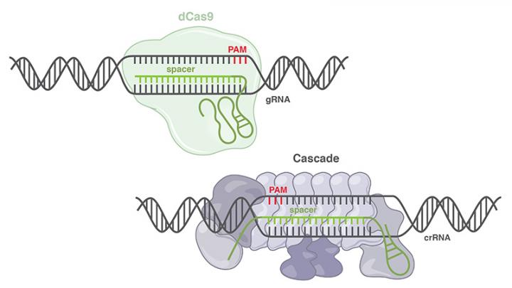 dCas9 and Cascade Comparison