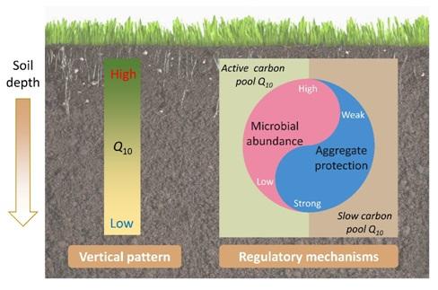 A Schematic Illustrating the Role of Microbial Abundance and Aggregate Protection