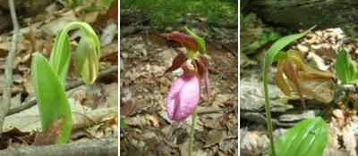Lady's Slipper Orchid Flowering