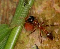 Peruvian <i>Pseudomyrmex triplarinus</i> Ant