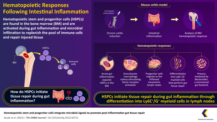 Hematopoietic response and tissue repair regulation during intestinal inflammation