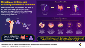 Hematopoietic response and tissue repair regulation during intestinal inflammation