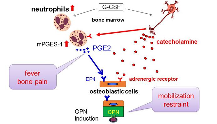 Mechanism of Unfavorable Effects Caused by G-CSF