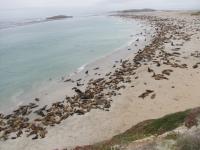 San Miguel Island Sea Lion Rookery
