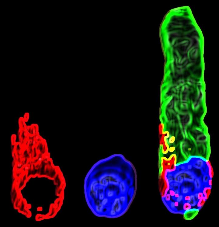 3D rendering of hair cell
