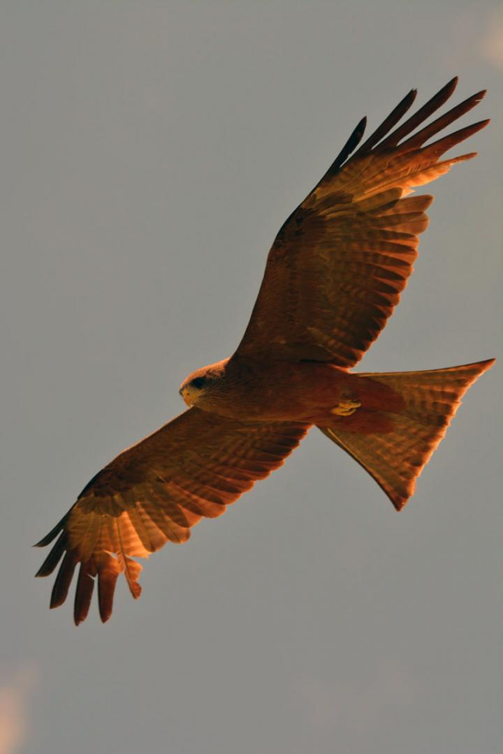 Yellow Billed Kite