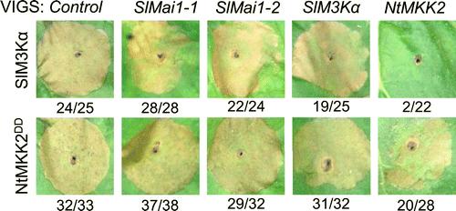 Mai1 Acts Upstream of M3K&#945; and MKK2.