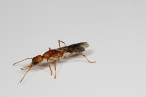 Harpegnathos saltator queen ant