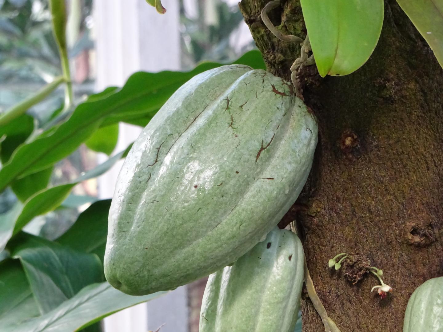 Cocoa Pod