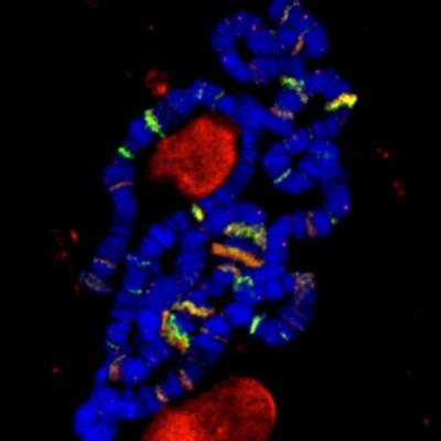 Nucleoporins and Transcription