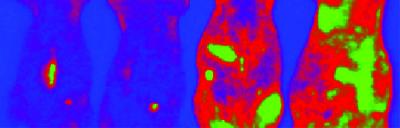 Visible Aging in Mice