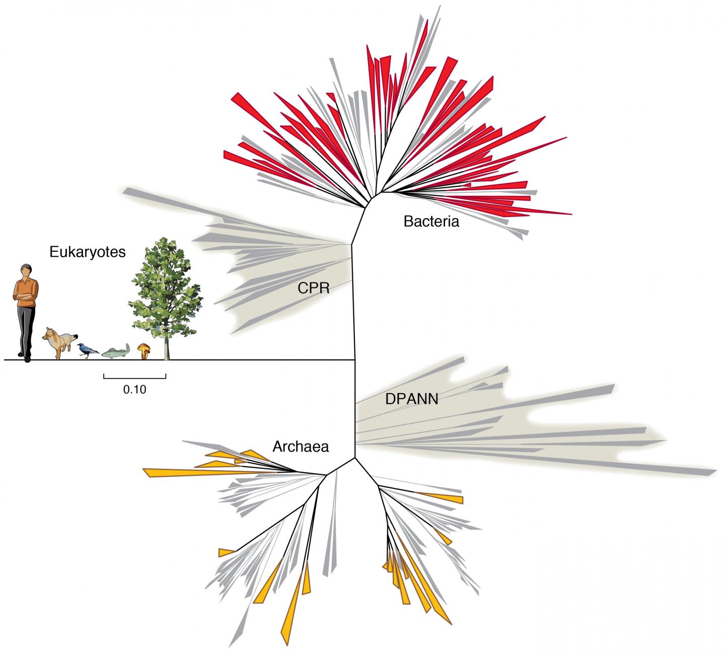 New Bacteria Add 35+ Phyla to the Tree of Life