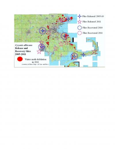 <i>Cyzenis albicans</i> Release Sites