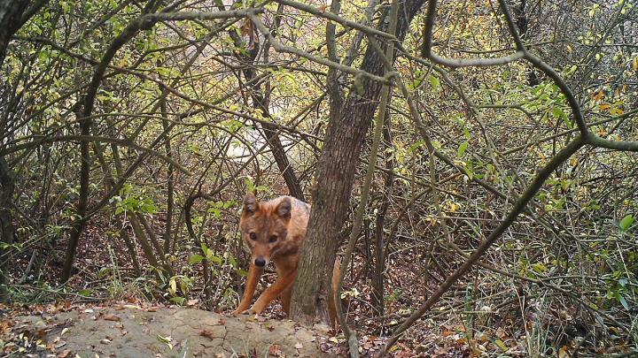 Golden Jackal in the Study Area