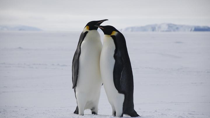 Two Emperor Penguins
