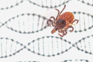 Black-legged tick