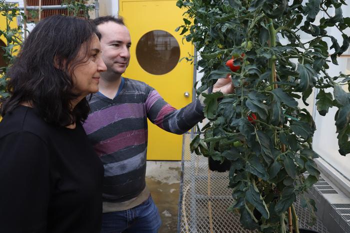 Catalá and Nicolas examine tomatoes growing in a greenhouse
