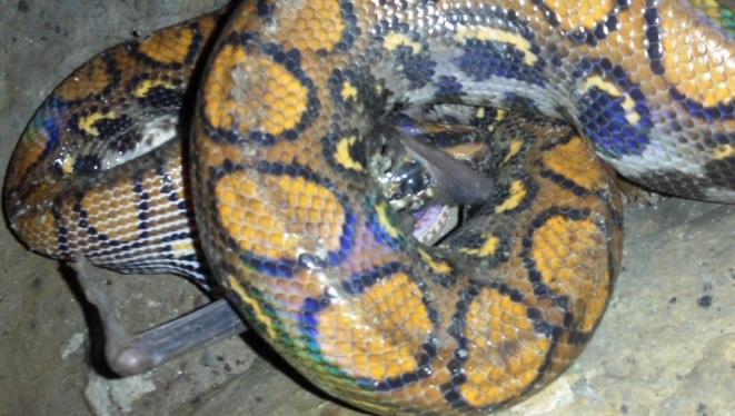 The Rainbow Boa Trying to Swallow the Dead Vampire Bat