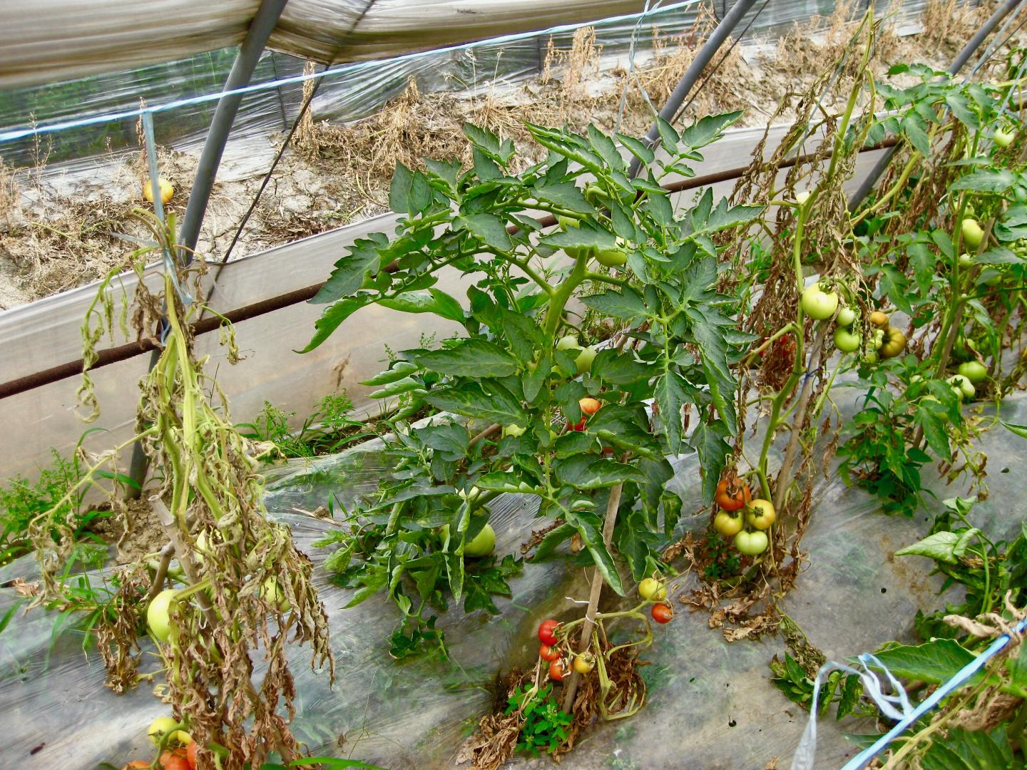 Will Tomato Plants Stay Healthy or Succumb to Disease? Ask the Soil Microbiome (3 of 3)