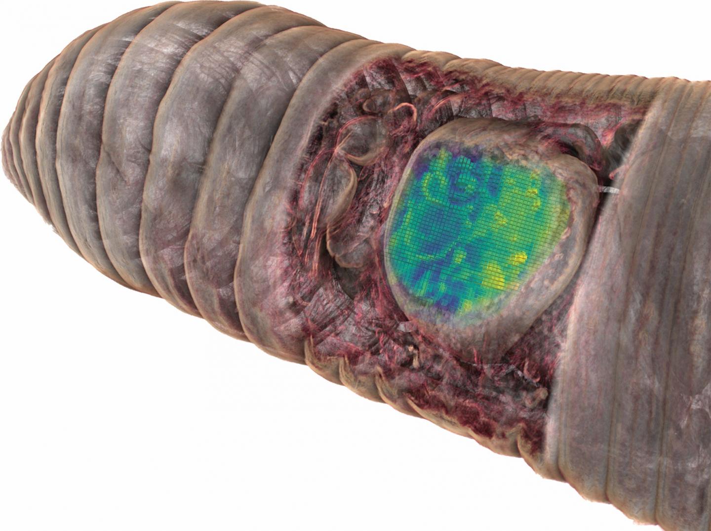 Microtomography-Based 3D Model of the Anterior End of An Earthworm