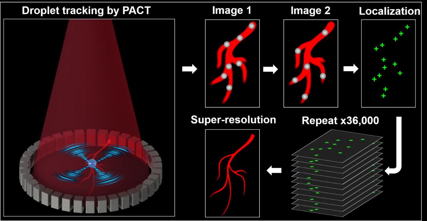 Super-Resolved Vascular Imaging in vivo