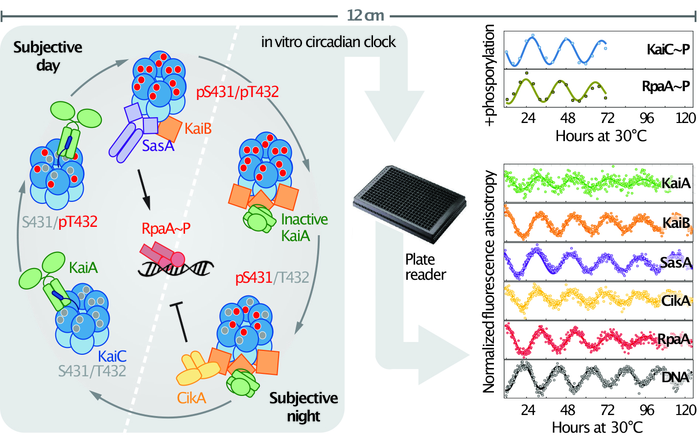 Illustration of in vitro circadian clock
