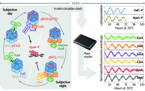 Illustration of in vitro circadian clock