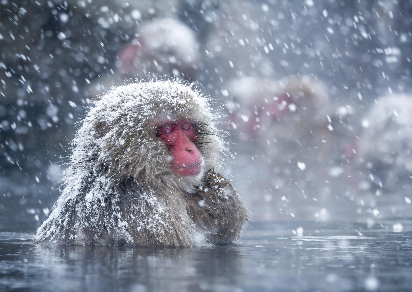 Snow Monkey in the Hot Spring at the Jigokudani Monkey Park, Nagano