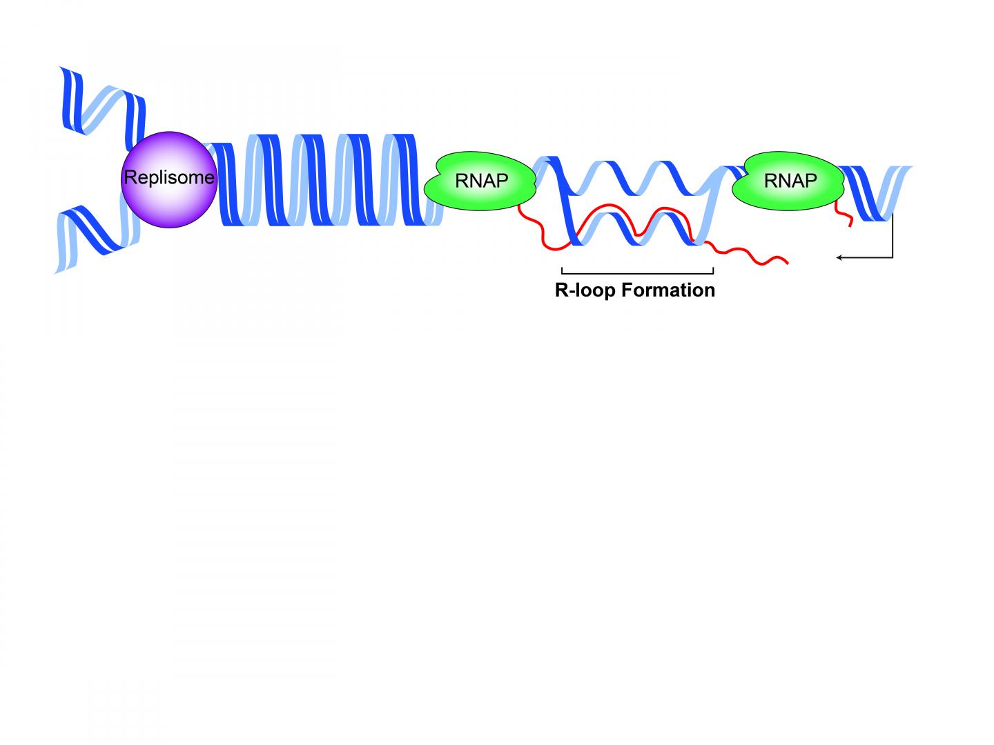 R-loop Formation During DNA Transcription
