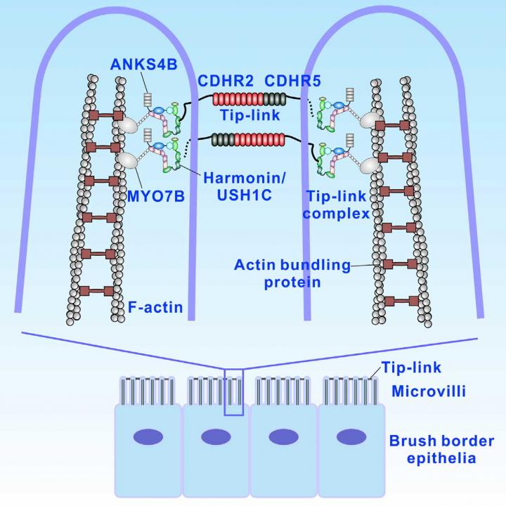 Structure of Brush Border Micr [IMAGE] EurekAlert! Science News Releases