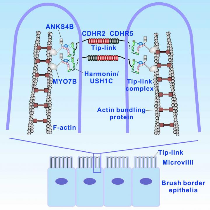 Structure of Brush Border Microvilli