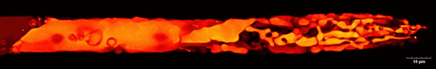 Vacuoles in the apical caulonemal cell from the moss Physcomitrium patens