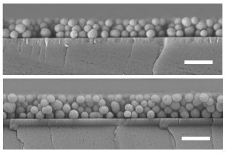 Electron Micrograph of Nanoparticles of Synthetic Melanin