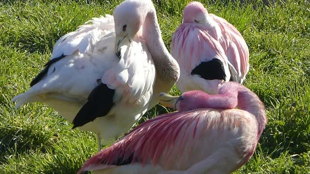 Flamingos preen together
