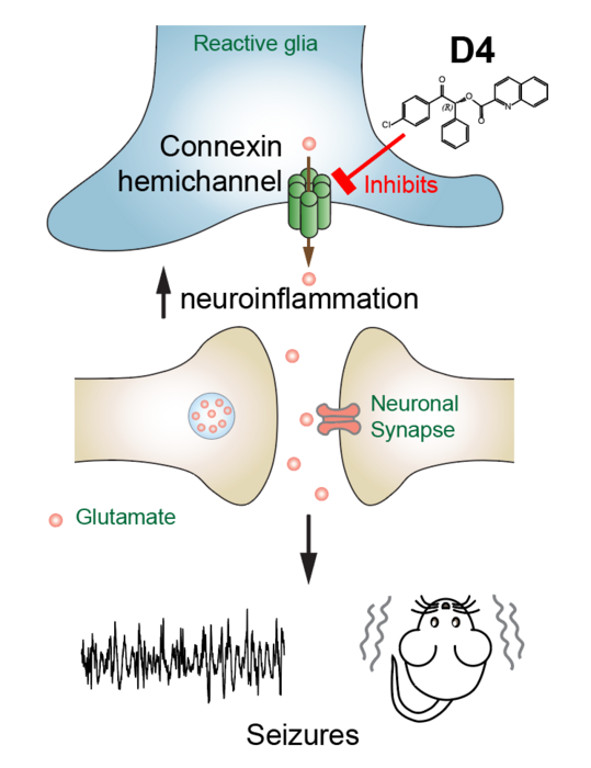 Schematic model of how the new drug, D4, inhibits hemichannels and alleviates neuroinflammation and seizure symptoms