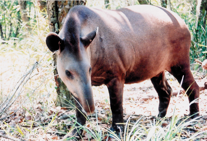 Lowland tapir