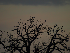 Jackdaws roosting