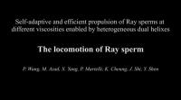Ray Sperm Demonstrates Different Types of Motions