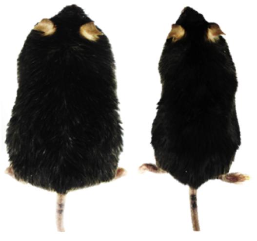 Gene Therapy in White Fat Cells of Obese Mice Showed Decreases in Body Weight