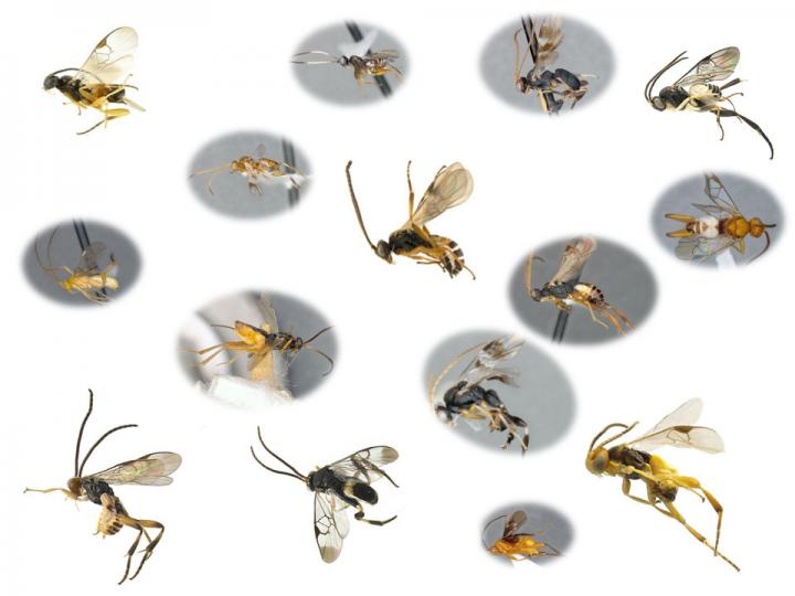 Microgastrinae Wasp Diversity