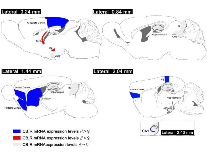 Brain regions that show sex differences in CB1R positive cells