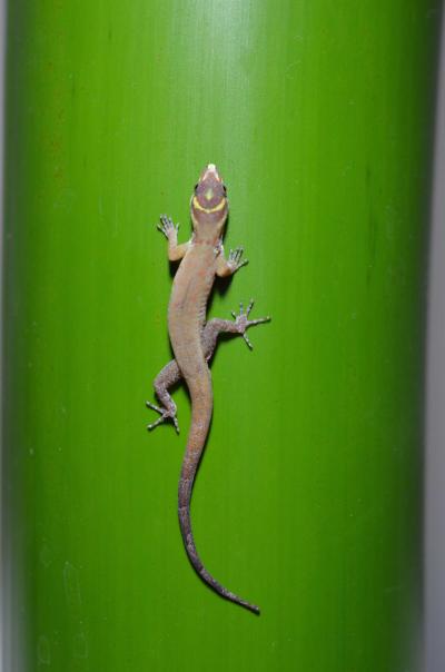 <em>G. humeralis</em> in French Guiana