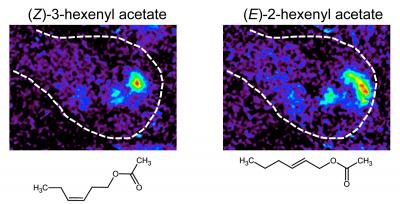 Functional Calcium Imaging