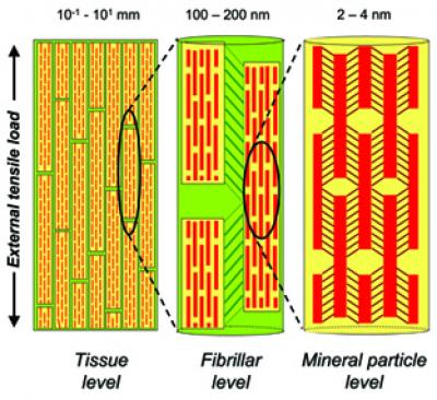 Hierarchical Deformation
