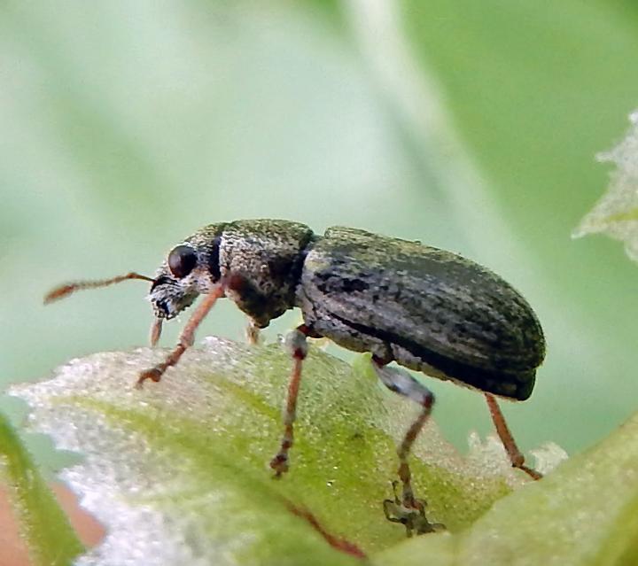 Bean Weevil