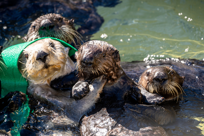 Southern sea otter surrogate mother with orphaned pup