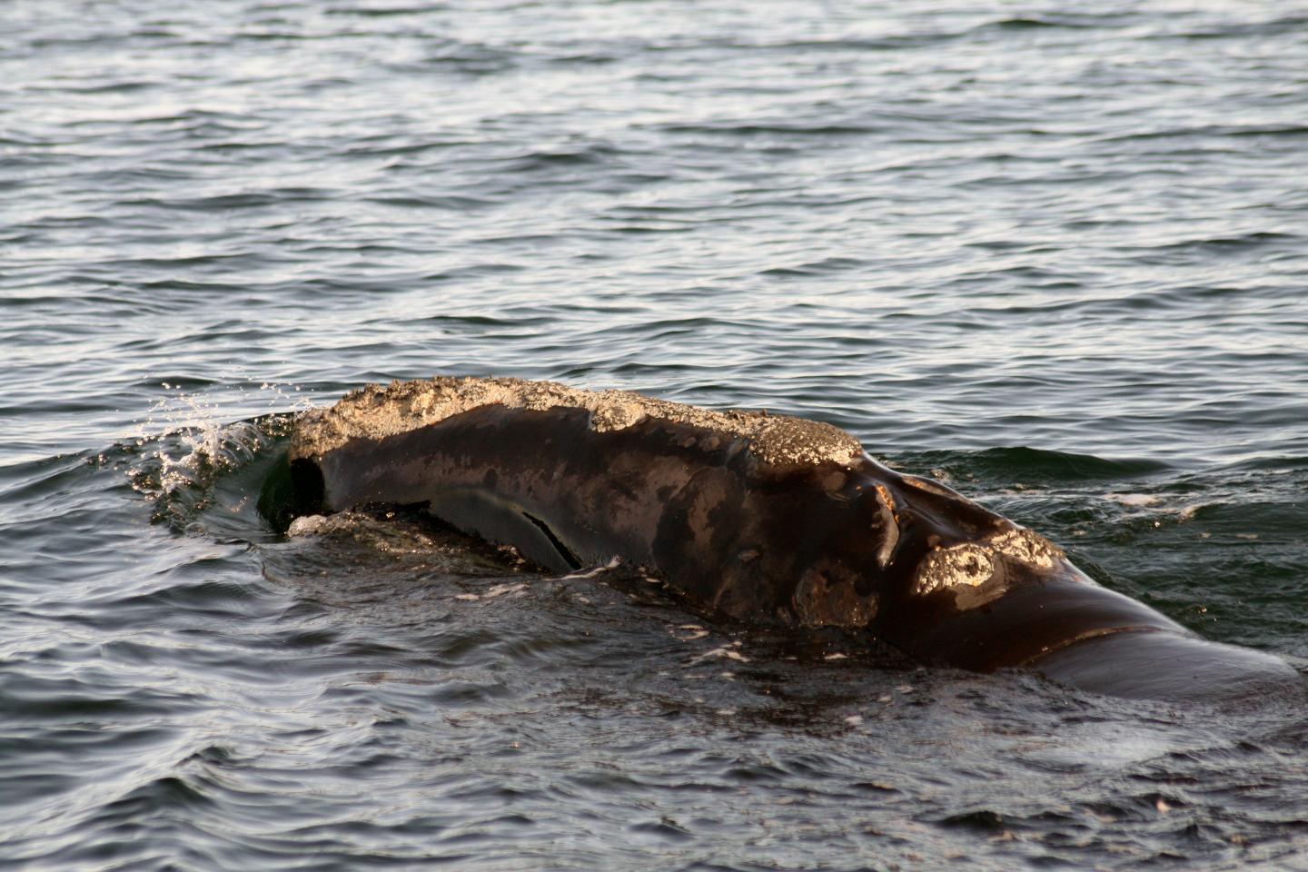 North Atlantic Right Whale at Surface