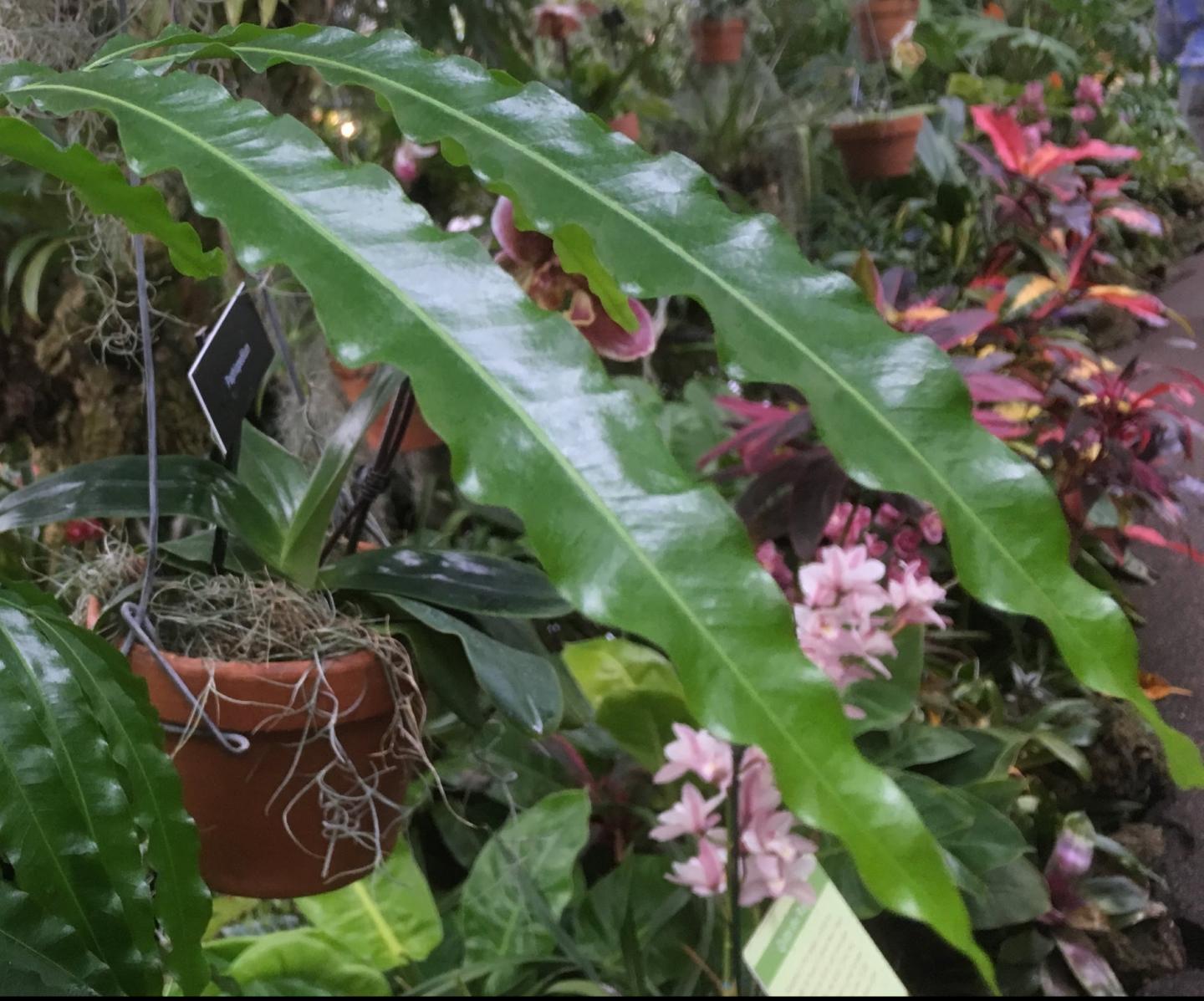 <i>Filicium decipiens</i>